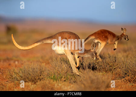 Red Kangaroo, adult jumping, Sturt Nationalpark, New South Wales, Australia, (Macropus rufus) Stock Photo