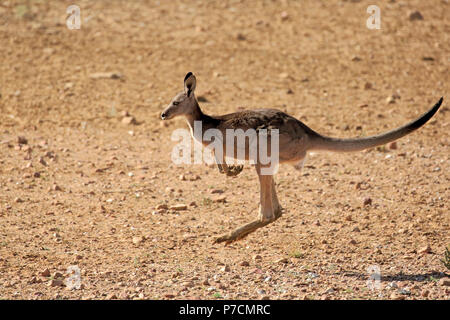 Red Kangaroo, adult female jumping, Sturt Nationalpark, New South Wales, Australia, (Macropus rufus) Stock Photo