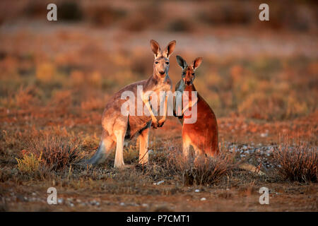 Red Kangaroo, female with subadult, Sturt Nationalpark, New South Wales, Australia, (Macropus rufus) Stock Photo