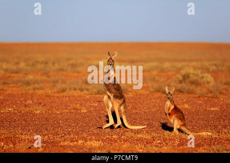 Red Kangaroo, female with subadult, Sturt Nationalpark, New South Wales, Australia, (Macropus rufus) Stock Photo