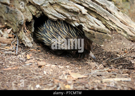 Short-beaked Echidna, adult searching for food, Mount Lofty, South Australia, Australia, (Tachyglossus aculeatus) Stock Photo