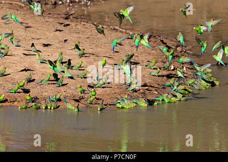 Budgerigar, group of adults at water bathing and drinking, Sturt Nationalpark, New South Wales, Australia, (Melopsittacus undulatus) Stock Photo