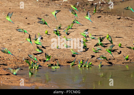 Budgerigar, group of adults at water bathing and drinking, Sturt Nationalpark, New South Wales, Australia, (Melopsittacus undulatus) Stock Photo