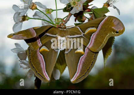 ailanthus silkmoth, male(Samia cynthia) Stock Photo