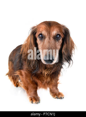 old dachshund in front of white background Stock Photo