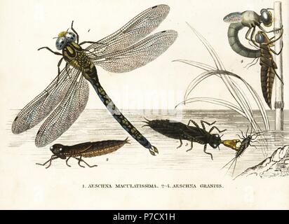 Southern hawker or blue hawker dragonfly, Aeshna cyanea (Aeschna maculatissima), and brown hawker, Aeshna grandis, nymph, and during metamorphosis. Handcoloured lithograph from Georg Friedrich Treitschke's Gallery of Natural History, Naturhistorischer Bildersaal des Thierreiches, Liepzig, 1842. Stock Photo