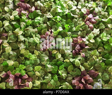 Green leaf wall. Seamless endless pattern. Stock Photo