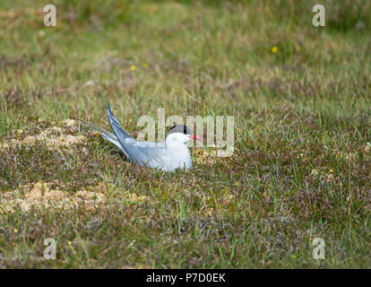 Arctic Tern: Sterna paradisaea. Shetland, UK. On nest. Stock Photo