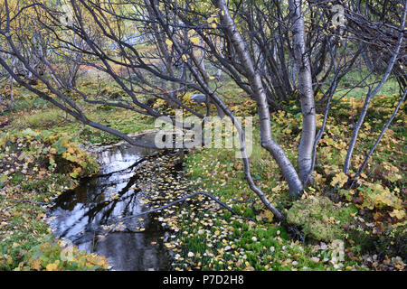 Small mountain stream with colourful vegetation in autumn, Rondane National Park, Norway Stock Photo