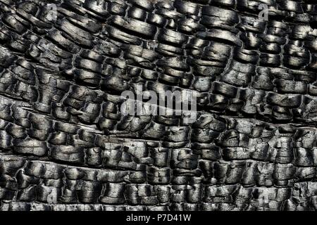Charred tree trunk, detail, Torres del Paine National Park, Última Esperanza Province, Chile Stock Photo