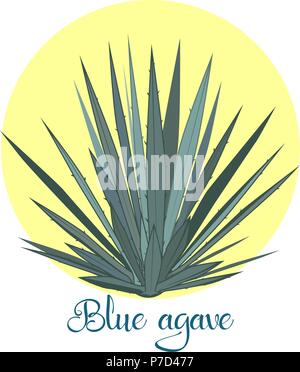 Tequila agave plant or blue agave. Vector illustration isolated on white background. Stock Vector