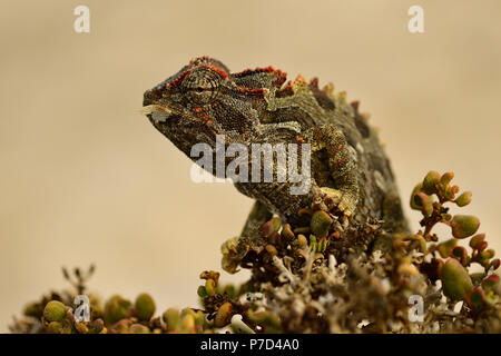 Namaqua Chameleon (Chamaeleo namaquensis), animal portrait, Namib Desert in Swakopmund, Namibia Stock Photo