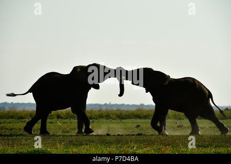 Two elephants (Loxodonta africana) fighting, silhouettes, Chobe National Park, Botswana Stock Photo