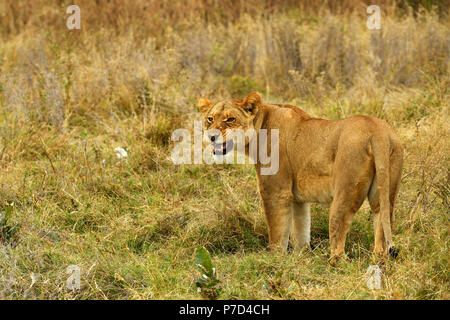 Lion (Panthera leo), female, standing in the grass, Moremi National Park, Moremi Wildlife Reserve, Okavango Delta, Botswana Stock Photo