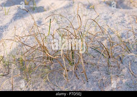 Sand Sedge (Carex arenaria), Dünenheide Nature Reserve, Hiddensee Island, Mecklenburg-Western Pomerania, Germany Stock Photo