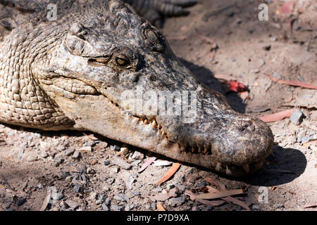 Aerial view of an Estuarine Crocodile (Crocodylus porosus) floating in ...