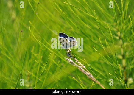 Eastern tailed blue butterfly (Everes comyntas, also called Cupido comyntas) isolated on green grass background. Side view Stock Photo