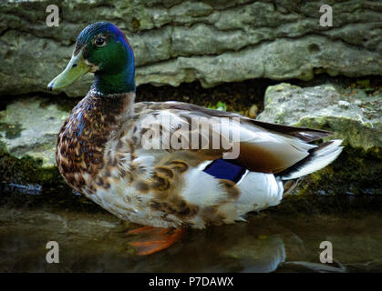 Adult male mallard duck with blue green head. Standing. Stone pool in background. Stunning and beautiful. Stock Photo