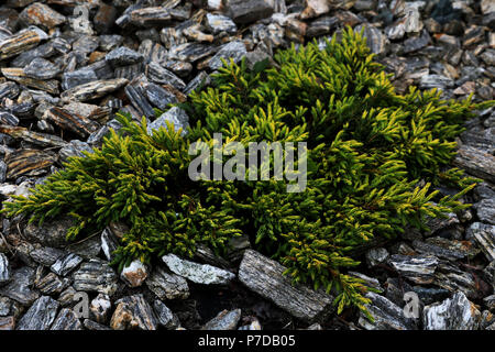 Spruce bush pine tree green boxwood thuja Stock Photo