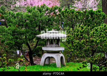 Traditional Japanese Yukimi granite stone lantern in the garden on a rainy spring day. Wet decorative pines and blooming sakura trees in the backgroun Stock Photo