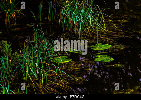 Fresh emerald green leaves of a water lily in the water of an old plant-filled pond on a rainy day. Pink sakura petal in the water. Low key photo. Stock Photo