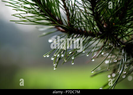 Drops of clear rain water on the points of fresh green needles of a decorative pine tree. Rainy day of the spring season. Macro view. Stock Photo