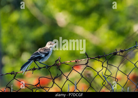 Close up on a Northern Mockingbird perched on a barb wired fence in Jamaica. Stock Photo