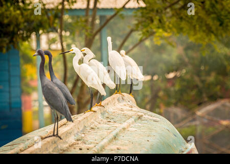 Snowy Egrets and Little Blue Herons perched on an overturned fishing boat by the seaside in Montego Bay.