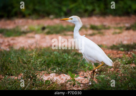 A single Cattle Egret strutting across the land in a countryside district of Jamaica. Stock Photo