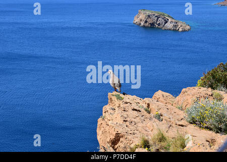 Rock partridge (Alectoris graeca) bird standing at the end of a cliff with sea background Stock Photo