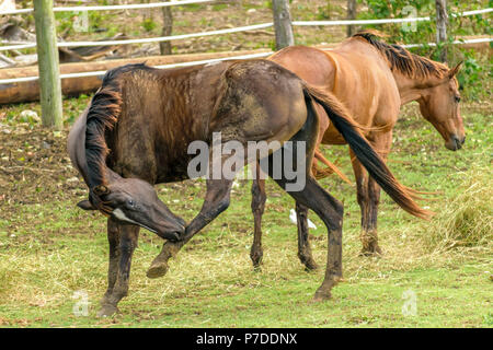 Two brown horses with heads down standing facing opposite directions on a farm in Hanover, Jamaica Stock Photo