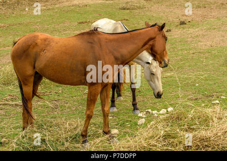 Two horses, brown and white, grazing on a farm in Hanover, Jamaica Stock Photo