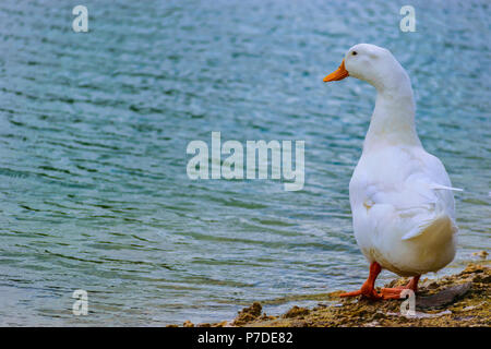 White Pekin Duck standing by the lake on a summer day in Florida. Stock Photo