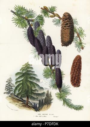 Sikkim larch, Larix griffithii, tree and cones. Handcoloured lithograph from Louis van Houtte and Charles Lemaire's Flowers of the Gardens and Hothouses of Europe, Flore des Serres et des Jardins de l'Europe, Ghent, Belgium, 1857. Stock Photo