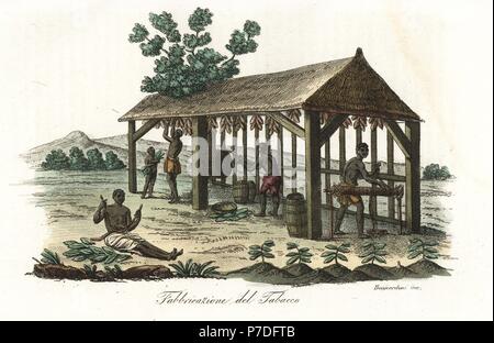 Slaves harvesting and drying tobacco leaves on a plantation in Virginia, 18th century. Handcoloured copperplate engraving by Sasso from Giulio Ferrario's Ancient and Modern Costumes of all the Peoples of the World, Florence, Italy, 1837. Stock Photo