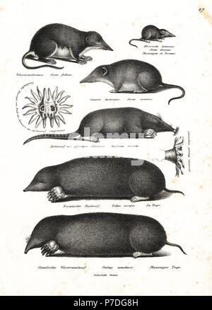 Water shrew, Neomys fodiens, Etruscan shrew, Suncus etruscus, common shrew, Sorex araneus, star-nosed mole, Condylura cristata, European mole, Talpa europaea, and eastern mole, Scalopus aquaticus. Lithograph by Karl Joseph Brodtmann from Heinrich Rudolf Schinz's Illustrated Natural History of Men and Animals, 1836. Stock Photo