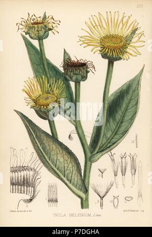 Outlets Antique Original Natural History Hand Colored Engraving - Flora-Inule- Ionidion-Ipecacuanba and lpomea