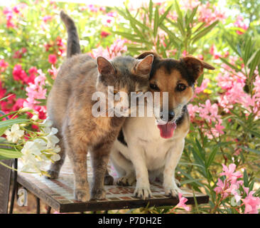 jack russel dog, tricolor, and domestic cat, blue tortie, sitting together in the garden between oleander shrubs Stock Photo