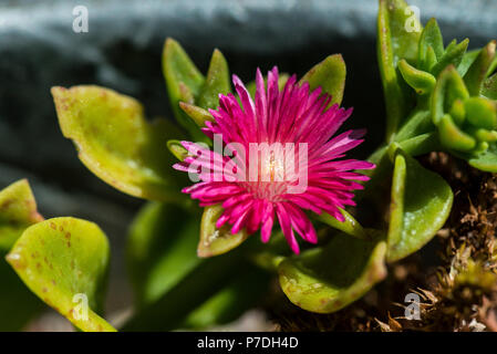 A flower of a baby sun rose (Aptenia cordifolia) Stock Photo