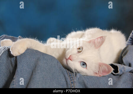 a white cat with odd-eyes lying on a jeans Stock Photo