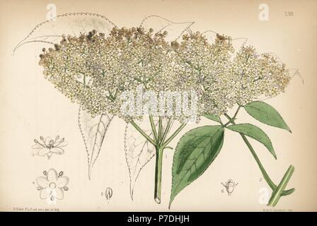 Common American elderberry, Sambucus canadensis. Handcoloured lithograph by Hanhart after a botanical illustration by David Blair from Robert Bentley and Henry Trimen's Medicinal Plants, London, 1880. Stock Photo