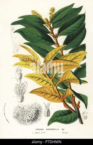 Golden chiquapin, Chrysolepis chrysophylla (Castanea chrysophylla). Handcoloured lithograph from Louis van Houtte and Charles Lemaire's Flowers of the Gardens and Hothouses of Europe, Flore des Serres et des Jardins de l'Europe, Ghent, Belgium, 1857. Stock Photo