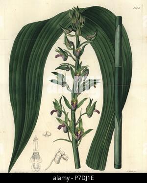 Wild coco orchid, Eulophia alta (Woodford's cyrtopodium, Cyrtopodium woodfordii). Handcoloured copperplate engraving by S. Watts after an illustration by Miss Sarah Drake from Sydenham Edwards' Botanical Register, Ridgeway, London, 1832. Stock Photo