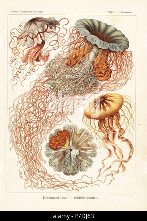 Discomedusae jellyfish: lion's mane jellyfish, Cyanea annasethe 1,2, Floresca species 3, and compass jellyfish, Chrysaora hysoscella 4. Chromolithograph by Adolf Glitsch from an illustration by Ernst Haeckel from Art Forms in Nature, Kunstformen der Natur, Liepzig, Germany, 1904. Stock Photo