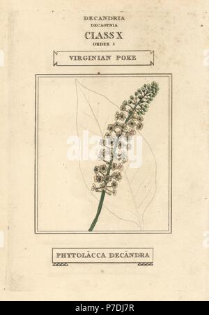 American pokeweed, Phytolacca americana (Virginian poke, Phytolacca decandra). Handcoloured copperplate engraving after an illustration by Richard Duppa from his The Classes and Orders of the Linnaean System of Botany, Longman, Hurst, London, 1816. Stock Photo