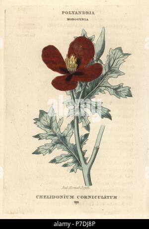 Red horned poppy, Glaucium corniculatum (Chelidonium corniculatum). Handcoloured copperplate engraving after an illustration by Richard Duppa from his The Classes and Orders of the Linnaean System of Botany, Longman, Hurst, London, 1816. Stock Photo