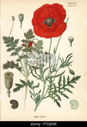 Corn poppy or field poppy, Papaver rhoeas. Chromolithograph after a botanical illustration from Hermann Adolph Koehler's Medicinal Plants, edited by Gustav Pabst, Koehler, Germany, 1887. Stock Photo