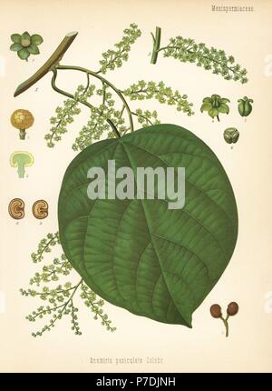 Indian berry tree, Anamirta cocculus (Anamirta paniculata) with Cocculus indicus fruit. Chromolithograph after a botanical illustration from Hermann Adolph Koehler's Medicinal Plants, edited by Gustav Pabst, Koehler, Germany, 1887. Stock Photo