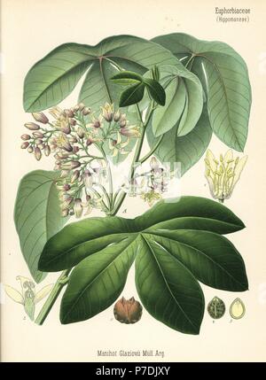 Tree cassava or ceara rubber tree, Manihot carthaginensis subsp. glaziovii (Manihot glaziovii). Chromolithograph after a botanical illustration from Hermann Adolph Koehler's Medicinal Plants, edited by Gustav Pabst, Koehler, Germany, 1887. Stock Photo