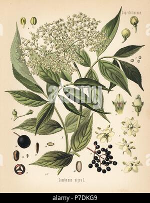 Elderberry, Sambucus nigra. Chromolithograph after a botanical illustration by Walther Muller from Hermann Adolph Koehler's Medicinal Plants, edited by Gustav Pabst, Koehler, Germany, 1887. Stock Photo